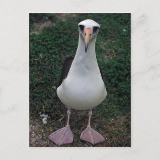 Carte Postale Laysan albatros debout