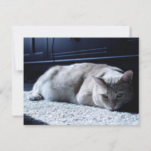 Carte postale Lazy Cat Napping
