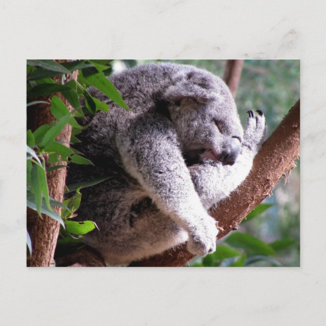 Carte postale Lazy Koala (Devant)