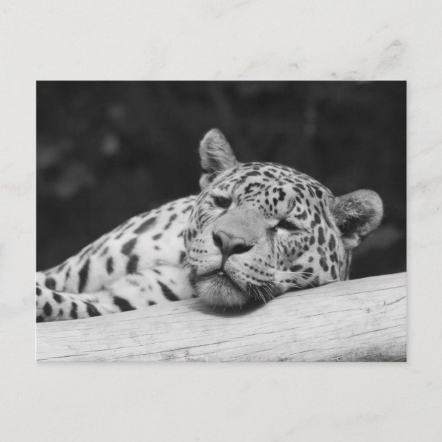 Carte Postale "Lazy Leopard" (Devant)