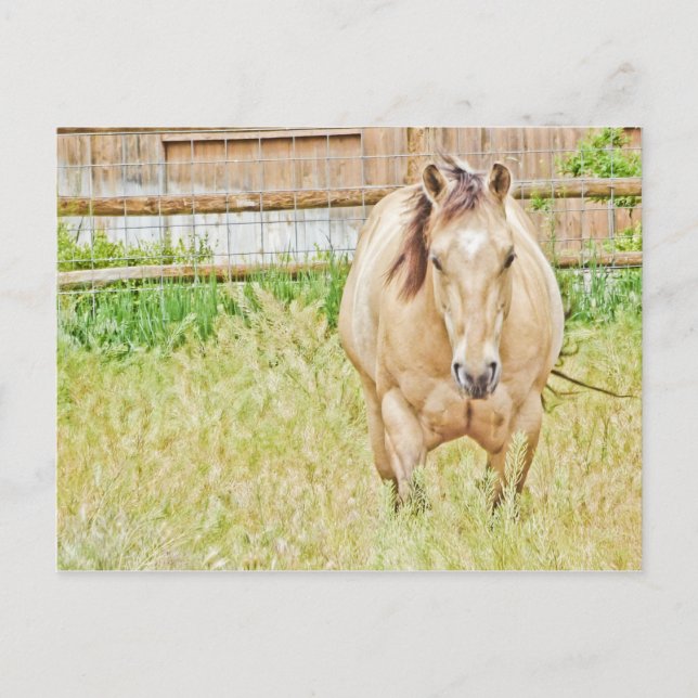 Carte Postale Lazy Morning (Devant)