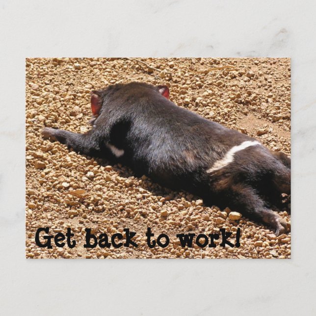 Carte Postale Lazy Tassie Devil (Devant)