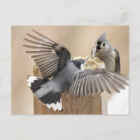 Le ballet de la nature : une danse des plumes