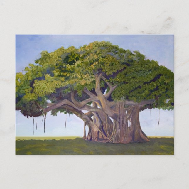 Carte Postale Le banian de MacArthur (Devant)