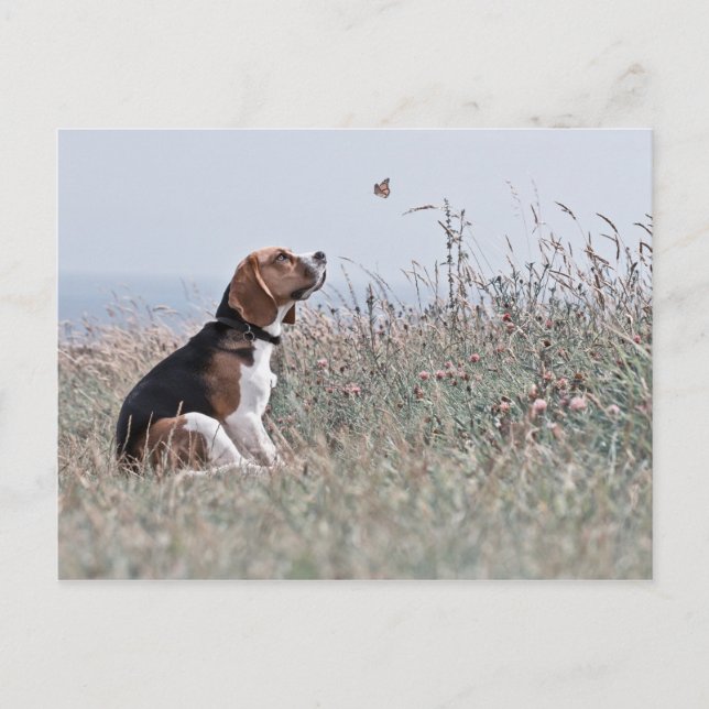 Carte Postale Le Beagle (Devant)