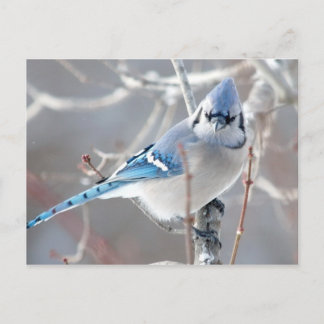 Carte Postale Le Bluejay 1