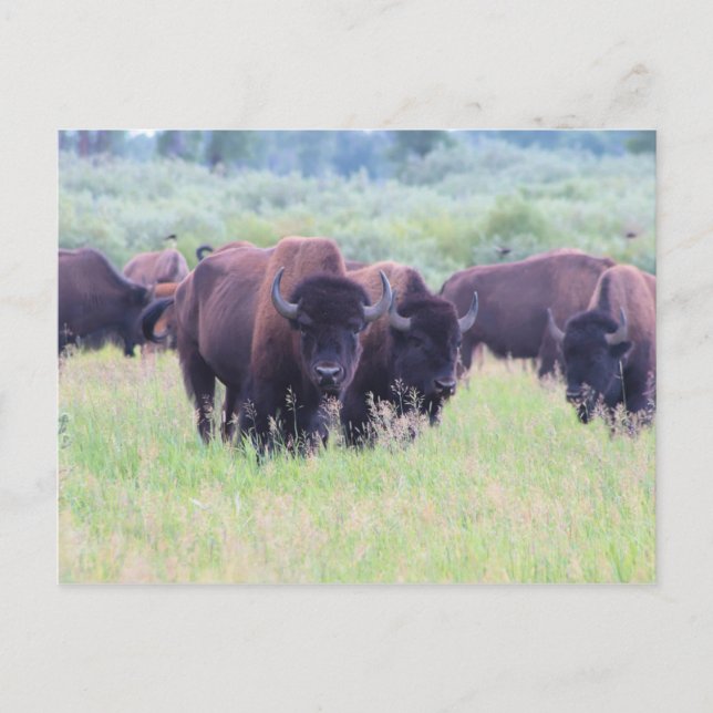 Carte Postale Le buffle du parc national de Grand Teton (Devant)