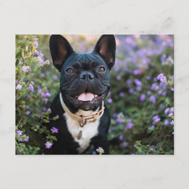 Carte Postale Le Bulldog français se tient en fleurs (Devant)