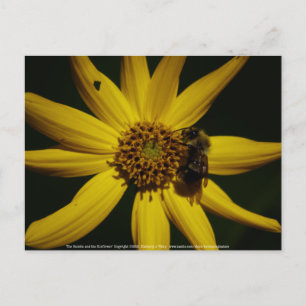 Carte Postale Le Bumble et le Tournesol