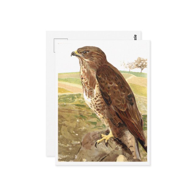 Carte Postale Le buzzard (Devant/Arrière en situation)