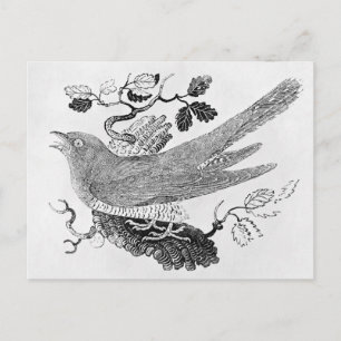 Carte Postale Le cacao