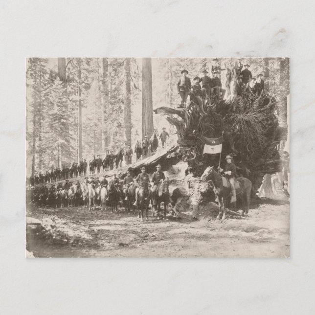 Carte Postale Le calvaire américain protège les parcs nationaux (Devant)