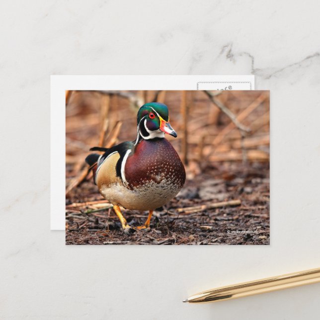 Carte Postale Le canard à bois étonnant dans les bois (Devant/Arrière en situation)
