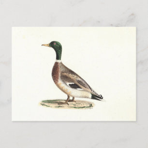 Carte Postale Le canard colvert ou sauvage (Anas platyrhynchos)