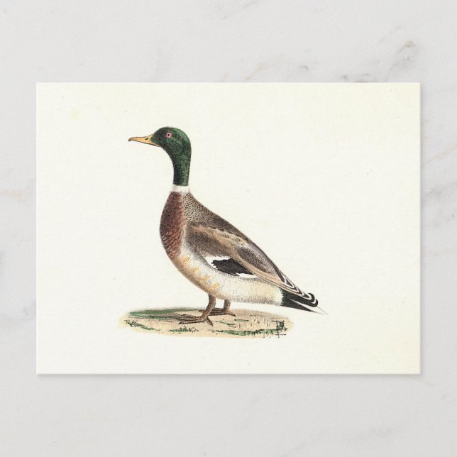 Carte Postale Le canard colvert ou sauvage (Anas platyrhynchos) (Devant)