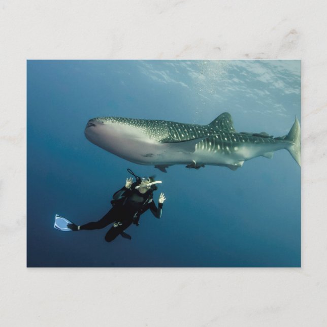 Carte Postale Le Canard Pour La Couverture ? (Devant)