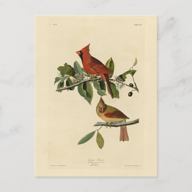 Carte Postale Le cardinal Grosbeak de Audubon's Birds of America (Devant)
