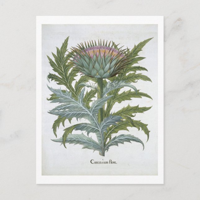 Carte Postale Le Cardoon, du "Hortus Eystettensis" de Bas (Devant)