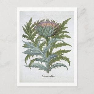 Carte Postale Le Cardoon, du "Hortus Eystettensis" de Bas
