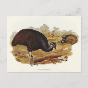 Carte Postale Le Cassowary de Bennett par Elizabeth Gould