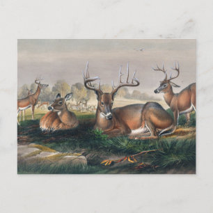 Carte Postale Le cerf à queue blanche par Joseph Wolf