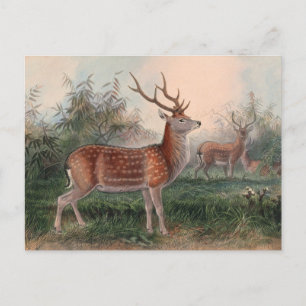 Carte Postale Le cerf de Taïwan par Joseph Wolf