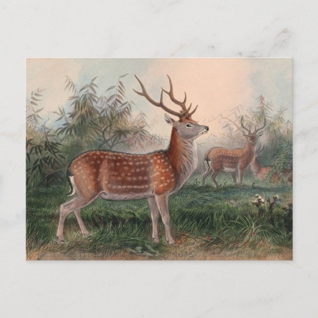 Carte Postale Le cerf de Taïwan par Joseph Wolf (Devant)