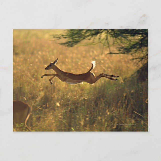 Carte Postale Le cerf saute dans le champ (Devant)