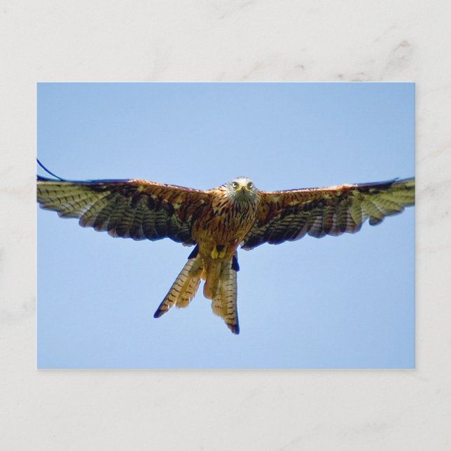 Carte Postale Le cerf-volant rouge (Devant)