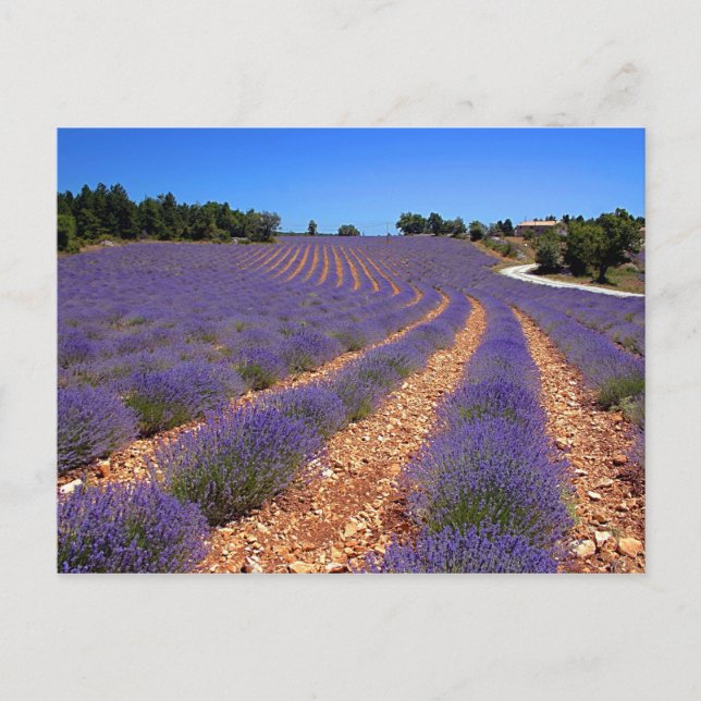 Carte Postale Le champ de Lavendar en Provence (Devant)