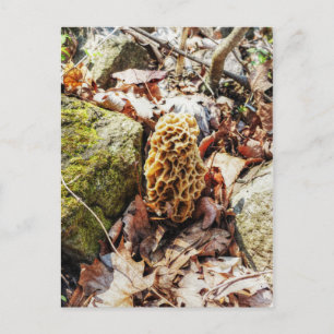 Carte Postale Le champignon Morel dans la nature