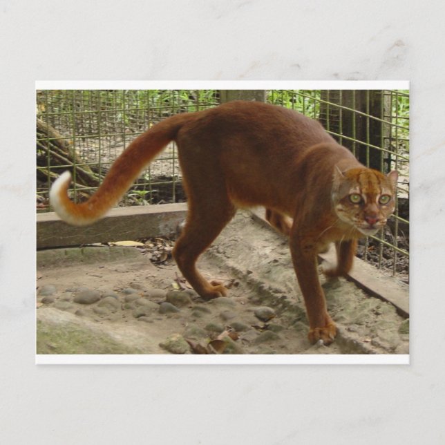 Carte Postale Le chat de la baie (Pardofelis badia) (Devant)