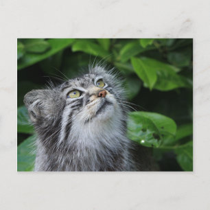 Carte Postale Le chat de Pallas