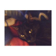 Le chat le plus beau au monde