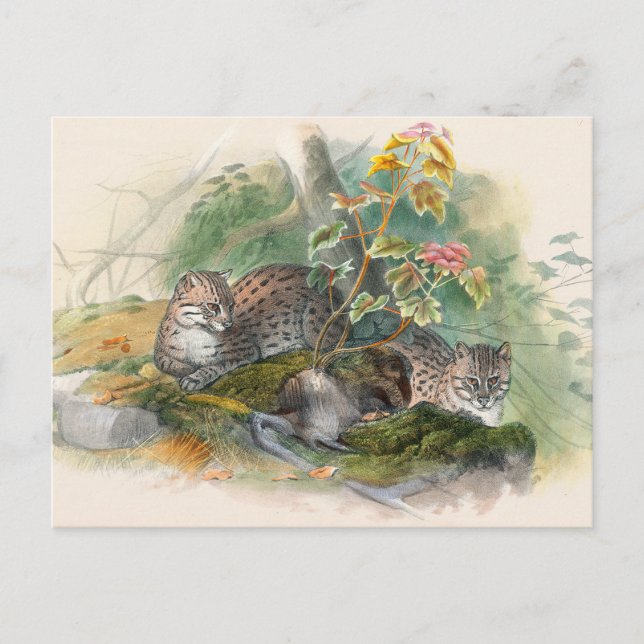 Carte Postale Le chat Wagati par Joseph Wolf (Devant)