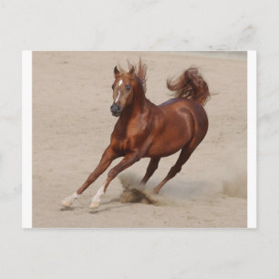 Carte Postale Le Cheval De Châtaignier Brown Galopante Le Sable
