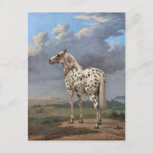 Carte Postale Le Cheval Piebald