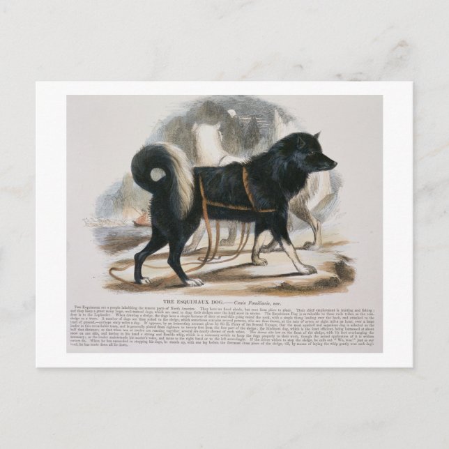 Carte Postale Le Chien Esquimaux (Canis familiaris) est éducatif (Devant)
