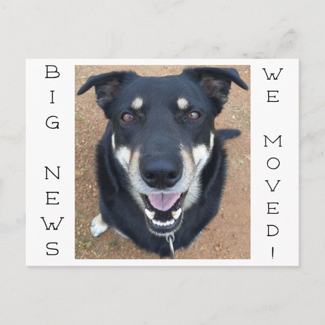 Carte Postale Le chien est parti HEUREUX ! (Devant)