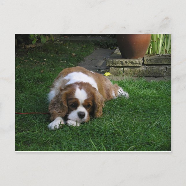 Carte Postale Le Chien Le Plus Coupé Du Monde A Faim (Devant)