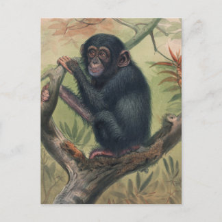Carte Postale Le chimpanzé de Joseph Wolf