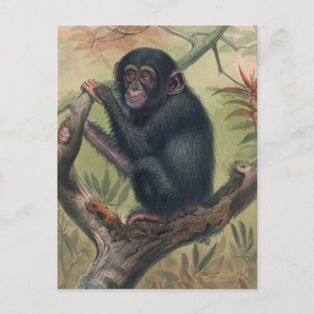 Carte Postale Le chimpanzé de Joseph Wolf (Devant)