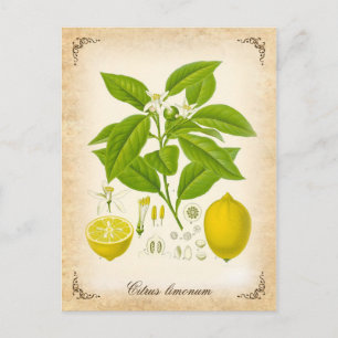 Carte Postale Le citron - illustration vintage