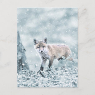 Carte Postale Le club Fox dans la neige