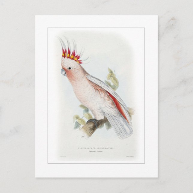 Carte Postale Le cockatoo de Leadbeater (Devant)
