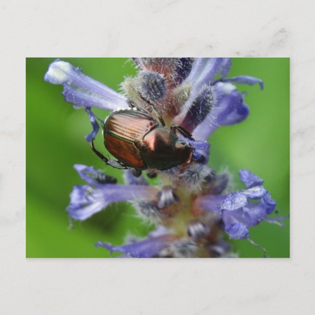 Carte Postale Le coléoptère japonais sur la fleur d'Arrowhead vi (Devant)