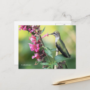 Carte Postale Le colibri d'Anna à l'oeil sur l'arbre aux fruits