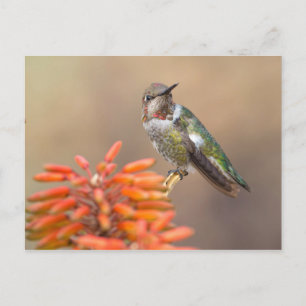 Carte Postale Le colibri d'Anna sur Orange Aloe Blossom