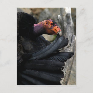 Carte Postale Le Condor californien prévient soigneusement les p