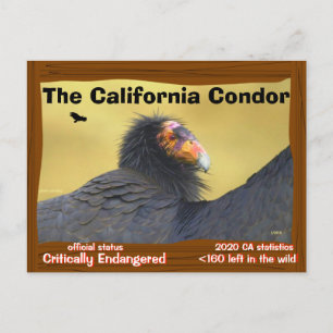 Carte Postale Le Condor de Californie est un oiseau magnifique -